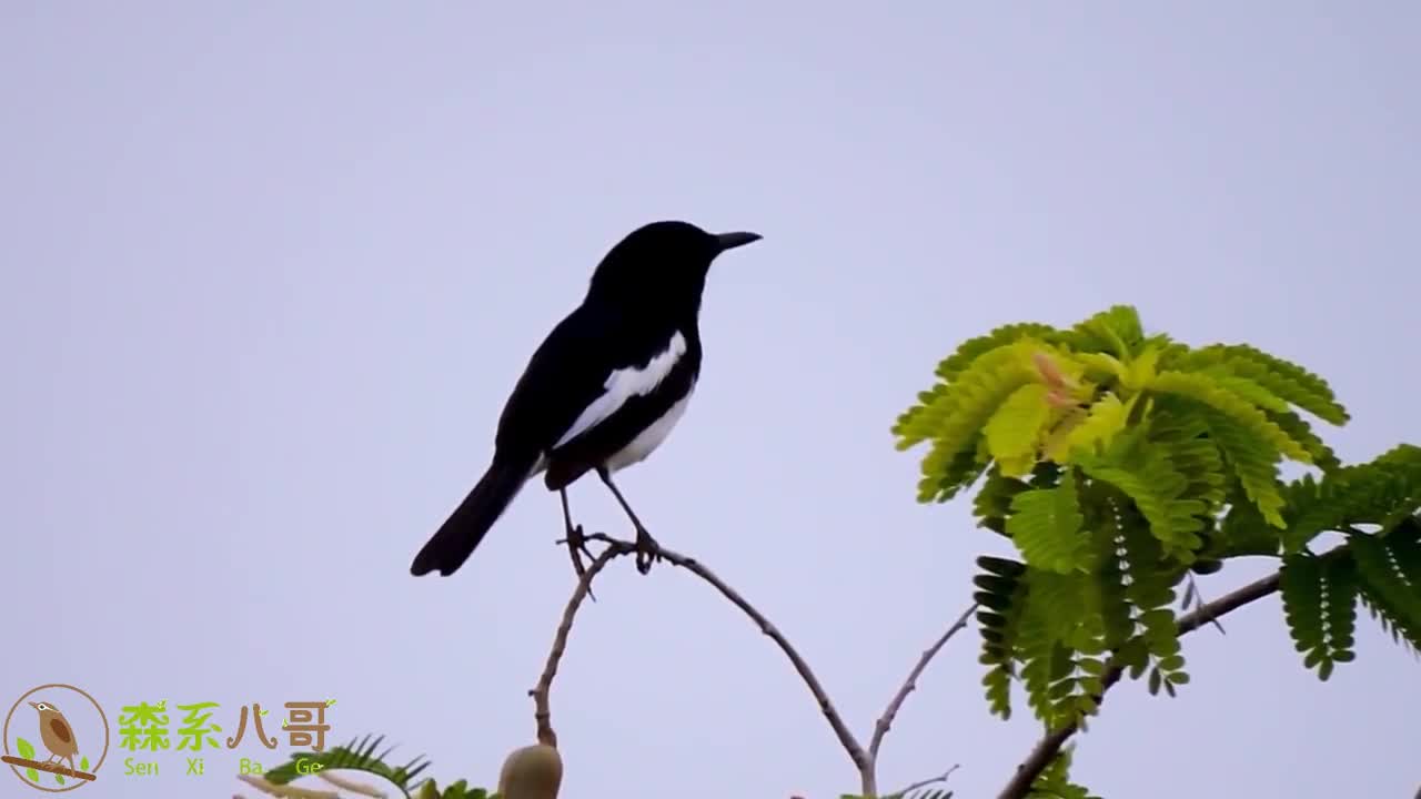 野拍小黑白鸟在枝头上鸣叫清脆悠扬的歌声让人陶醉