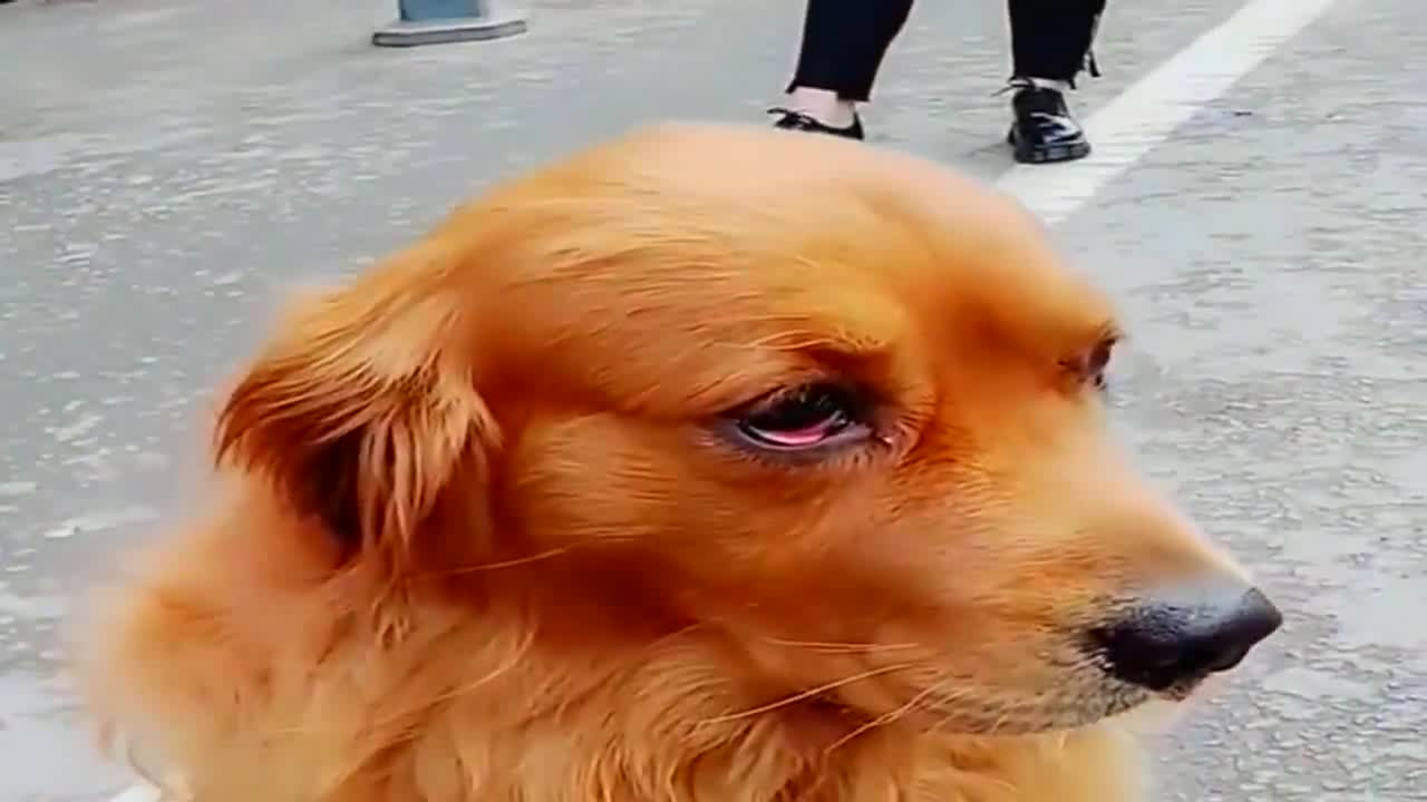 路上遇见一只好可怜的金毛眼睛不知道怎么了