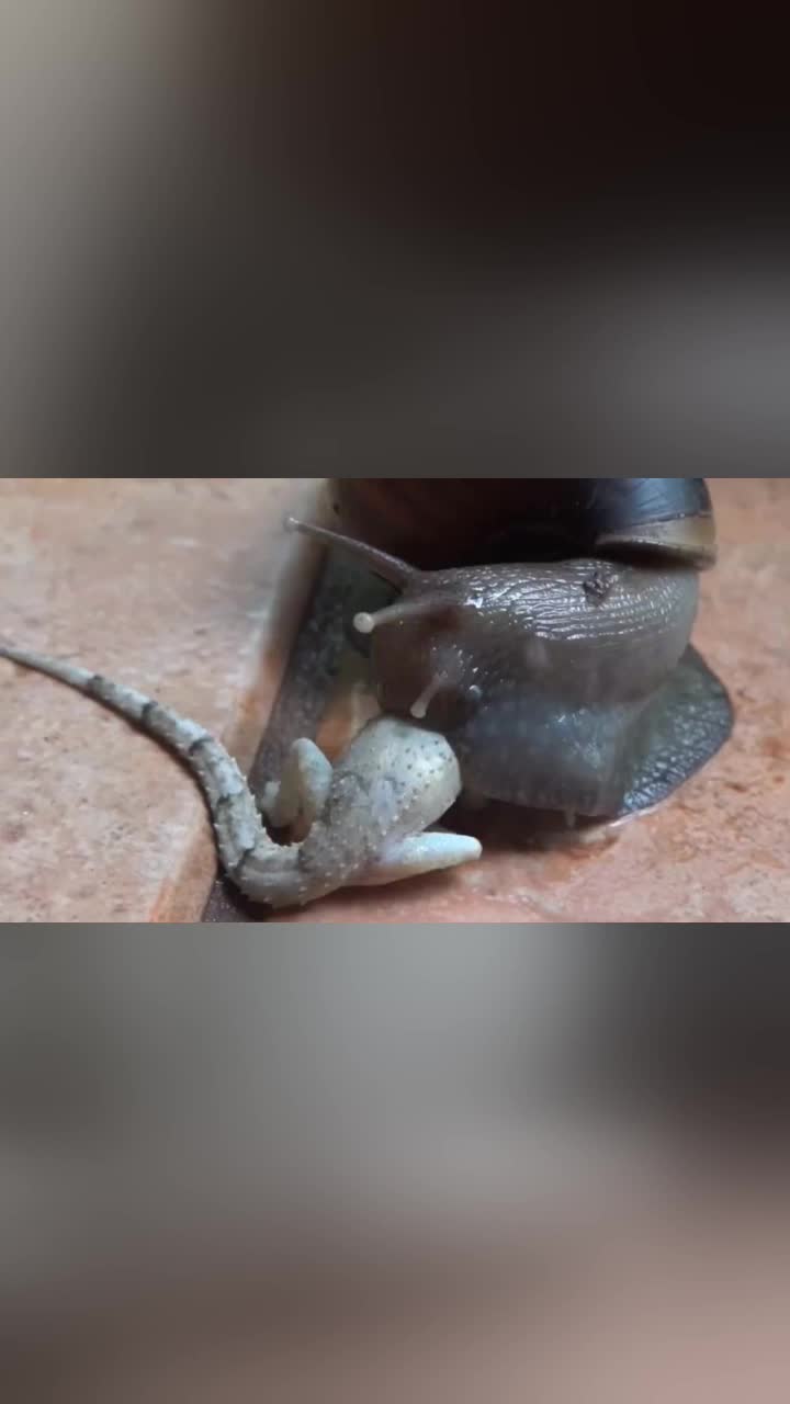 非洲大蜗牛有多可怕不但一口咬下蜥蜴半个头饿了水泥也能啃