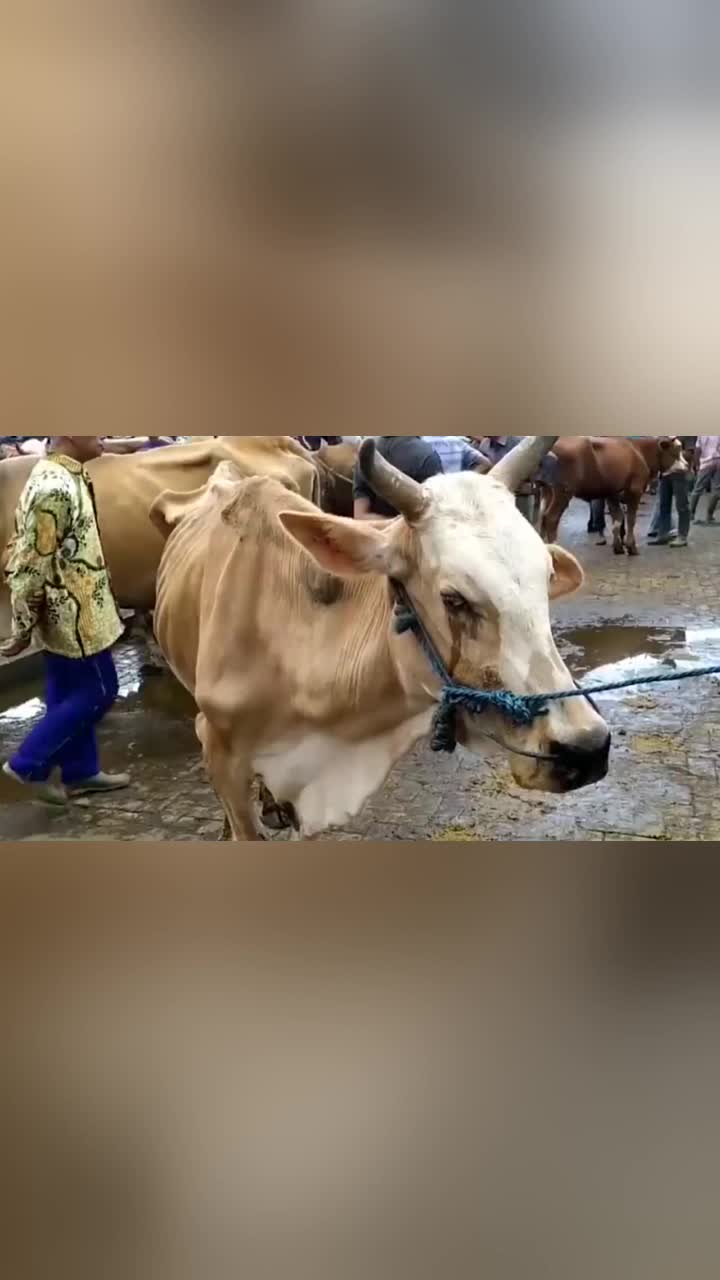 瘦骨嶙峋的老牛为主人付出20年得知即将被卖掉突然泪流不止