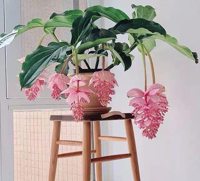 家里养盆灯笼花枝头挂满小灯笼好看啊