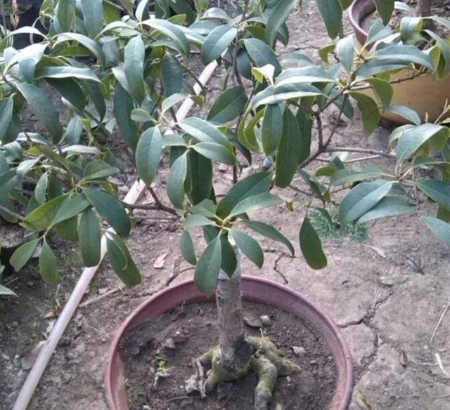 桂花繁殖，学会1种靠接法，成形快、早开花|砧木|桂花|接穗_新浪新闻