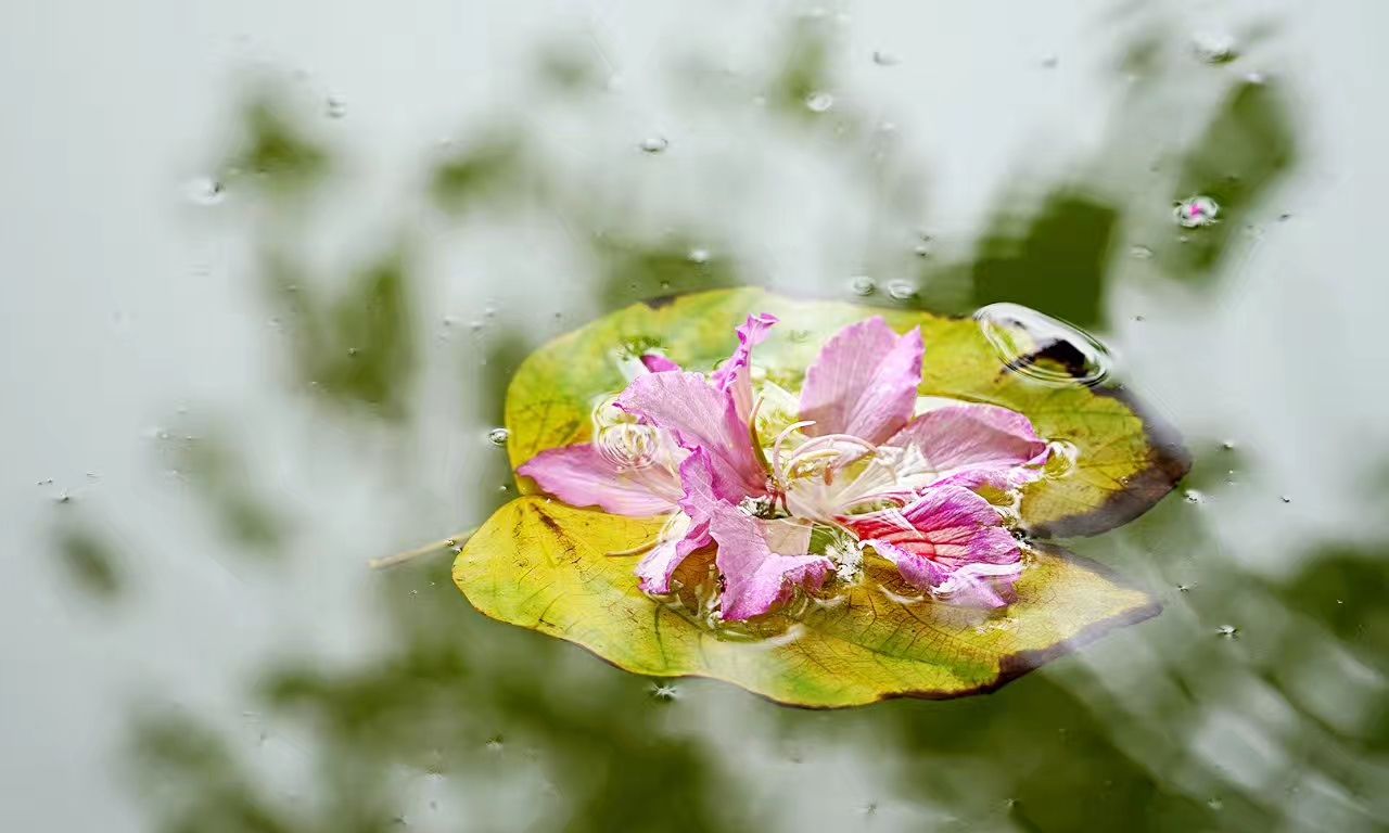 落花有意随流水,流水无心恋落花,落花图片高清