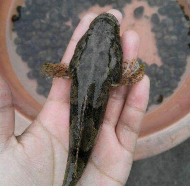 可能大家对于这个名字并不是很熟悉,其实它还有另外一个名字叫做"呆鱼