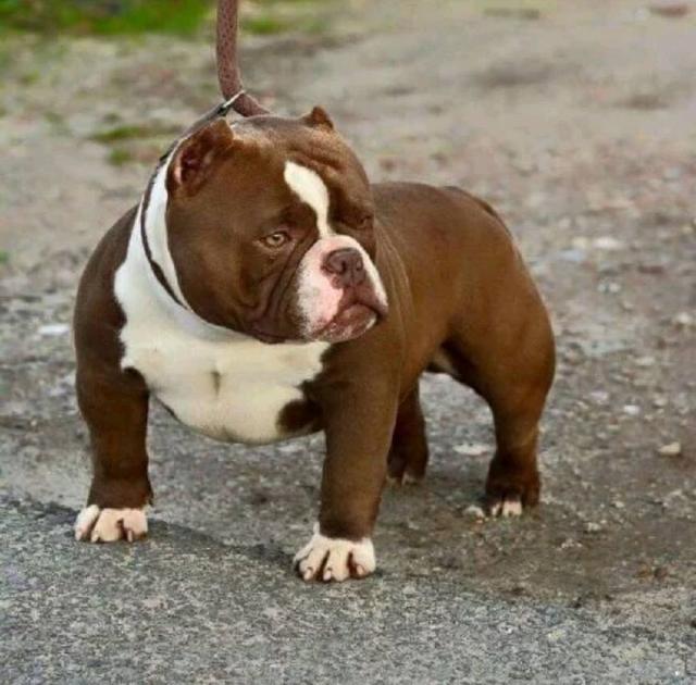 恶霸犬有着健美的肌肉,虽然很黏人,但能给主人带来