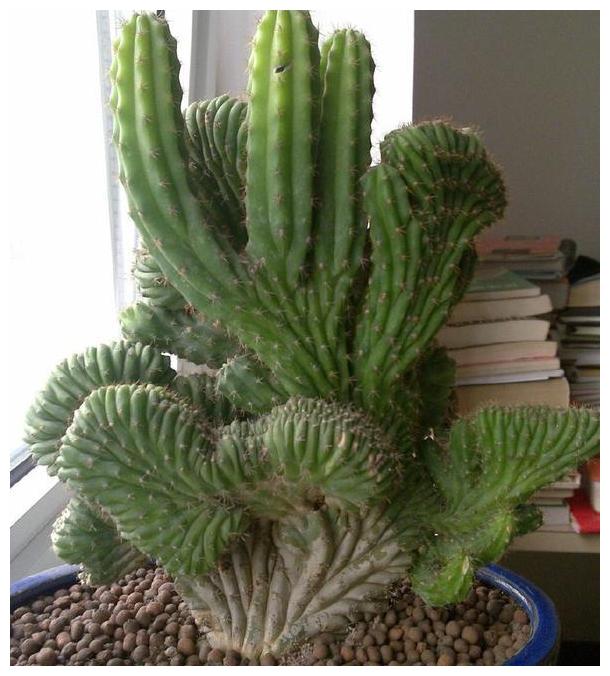 此款多肉叫山影拳,生长习性似仙人掌,养上几年蹭蹭长到5米高