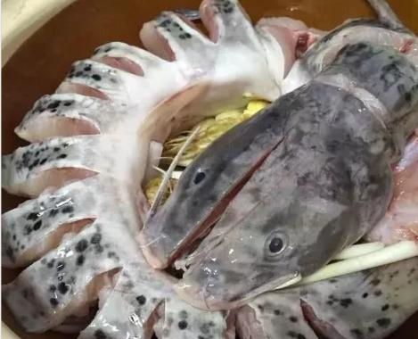 中国最好吃的4种鱼,味鲜肉嫩,有的可能你连名字都叫不出来休闲区蓝鸢梦想 - Www.slyday.coM 中国最好吃的4种鱼,味鲜肉嫩,有的可能你连名字都叫不出来休闲区蓝鸢梦想 - Www.slyday.coM