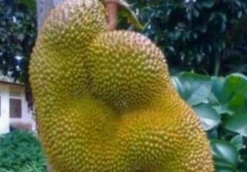 看了让人尴尬的水果，忍了榴莲和苹果，看到草莓，实在忍不住了休闲区蓝鸢梦想 - Www.slyday.coM