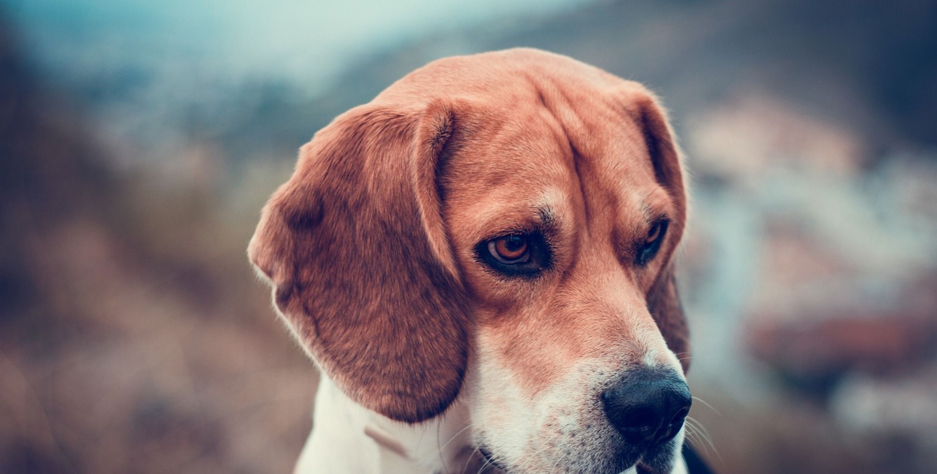 史努比的原型:比格犬,小小的它还是一种猎犬_高清图集_新浪网