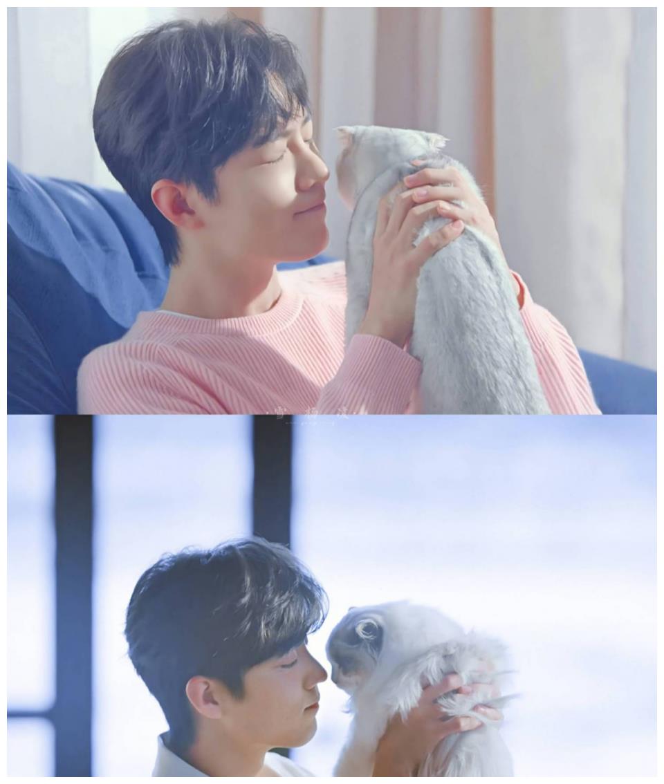 肖战化身吸猫使者这样的他你爱了吗