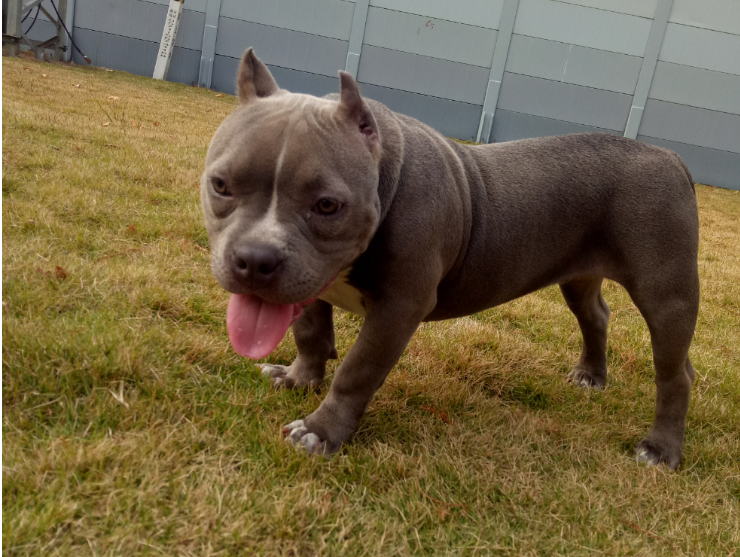 恶霸犬有着健美的肌肉虽然很黏人但能给主人带来满满的安全感