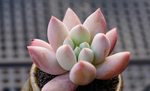 盘点8款胖多肉颜值高好养护喜欢多肉一定别错过