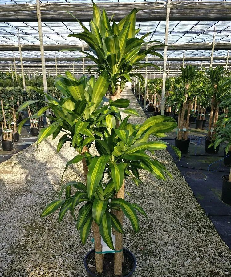 特别受欢迎的9种室内大型绿植,你喜欢哪种?__财经头条