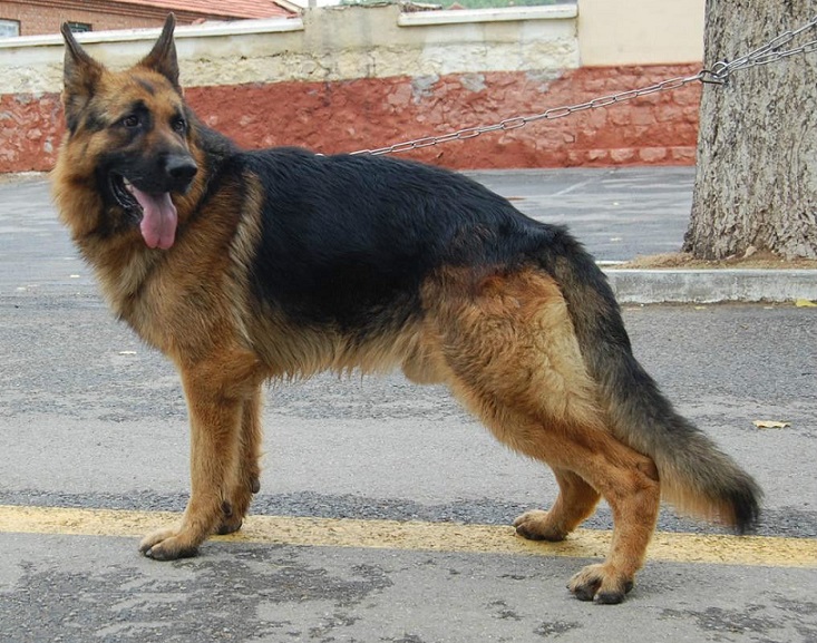 纯种德国黑背的毛质决定了它的品相及价格