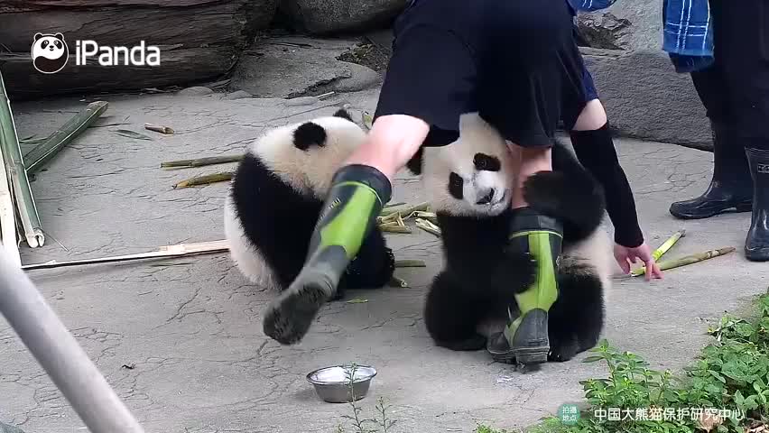 谁能来解释一下国宝为啥这么爱抱大腿抱得奶爸憋红了脸