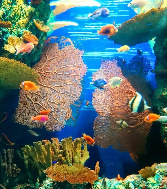 美丽的海下世界神秘的海洋图片分享