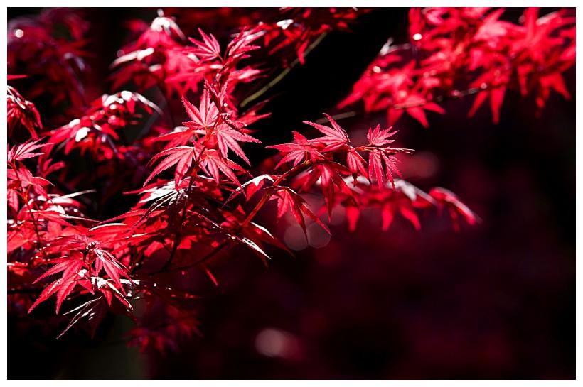 下月起财运大红大紫,横财大发,一夜暴富不是梦的四属相|属相|财运|横