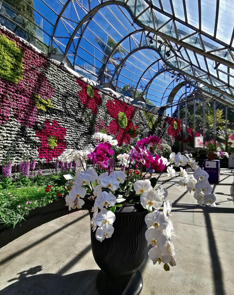 春光乍泄3 看悉尼皇家植物园南半球最大鲜花花墙