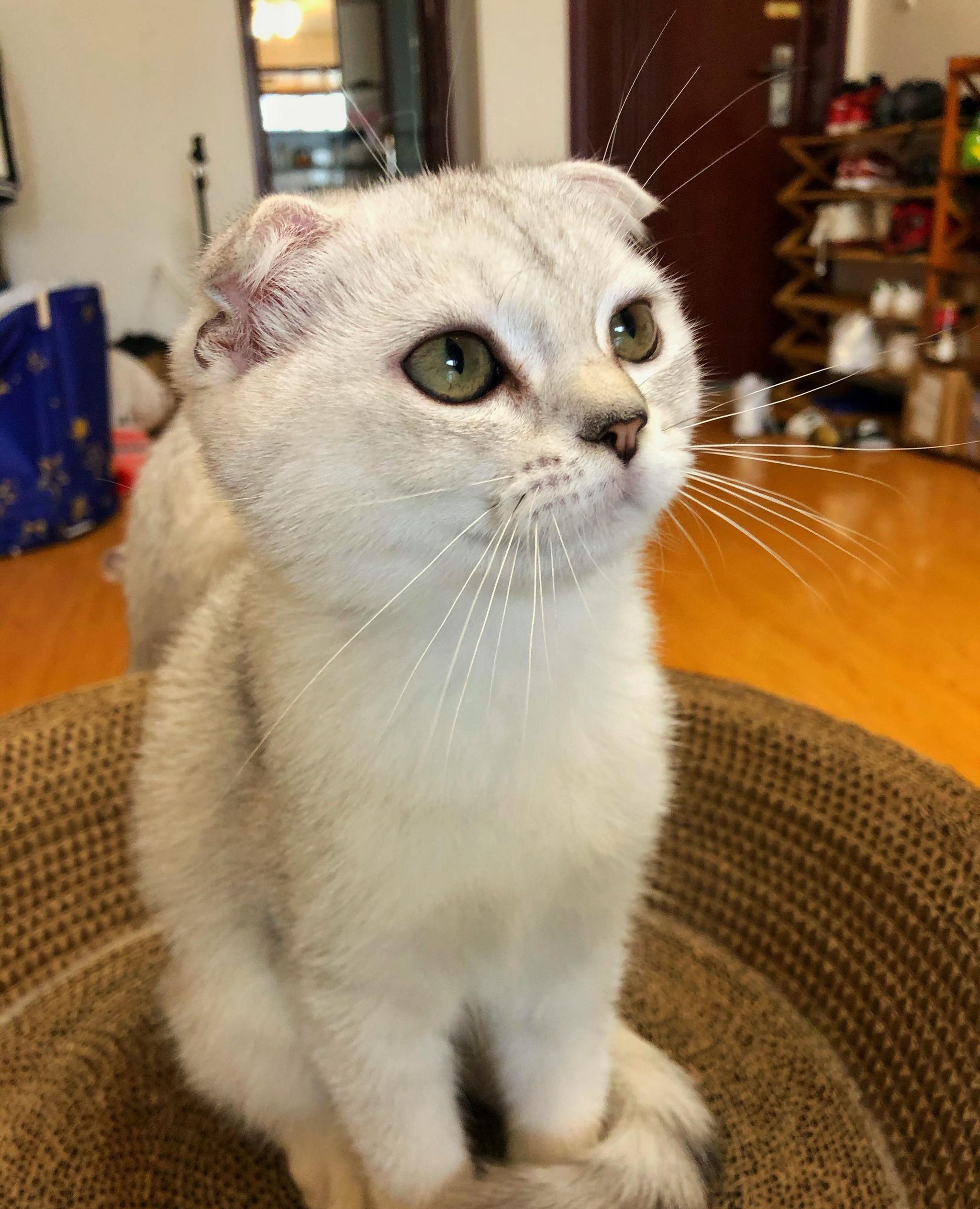 英短银渐层折耳猫咪胡须散发的魅力!