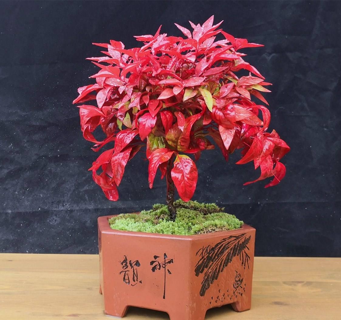 叫竹不是竹的火焰南天竹适合庭院或盆栽来养叶子果实都漂亮