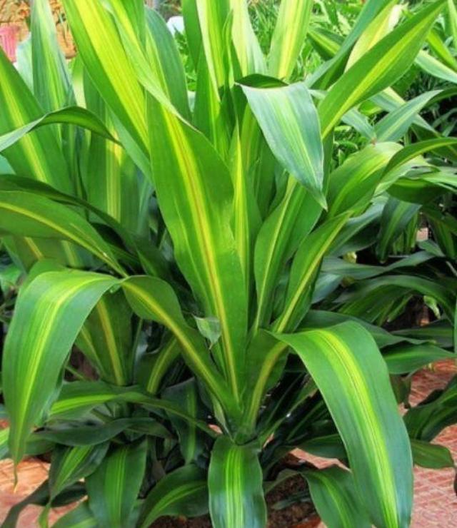 4种花养家里,开运又旺财,好运连连|竹芋|琴叶榕|巴西铁_新浪新闻