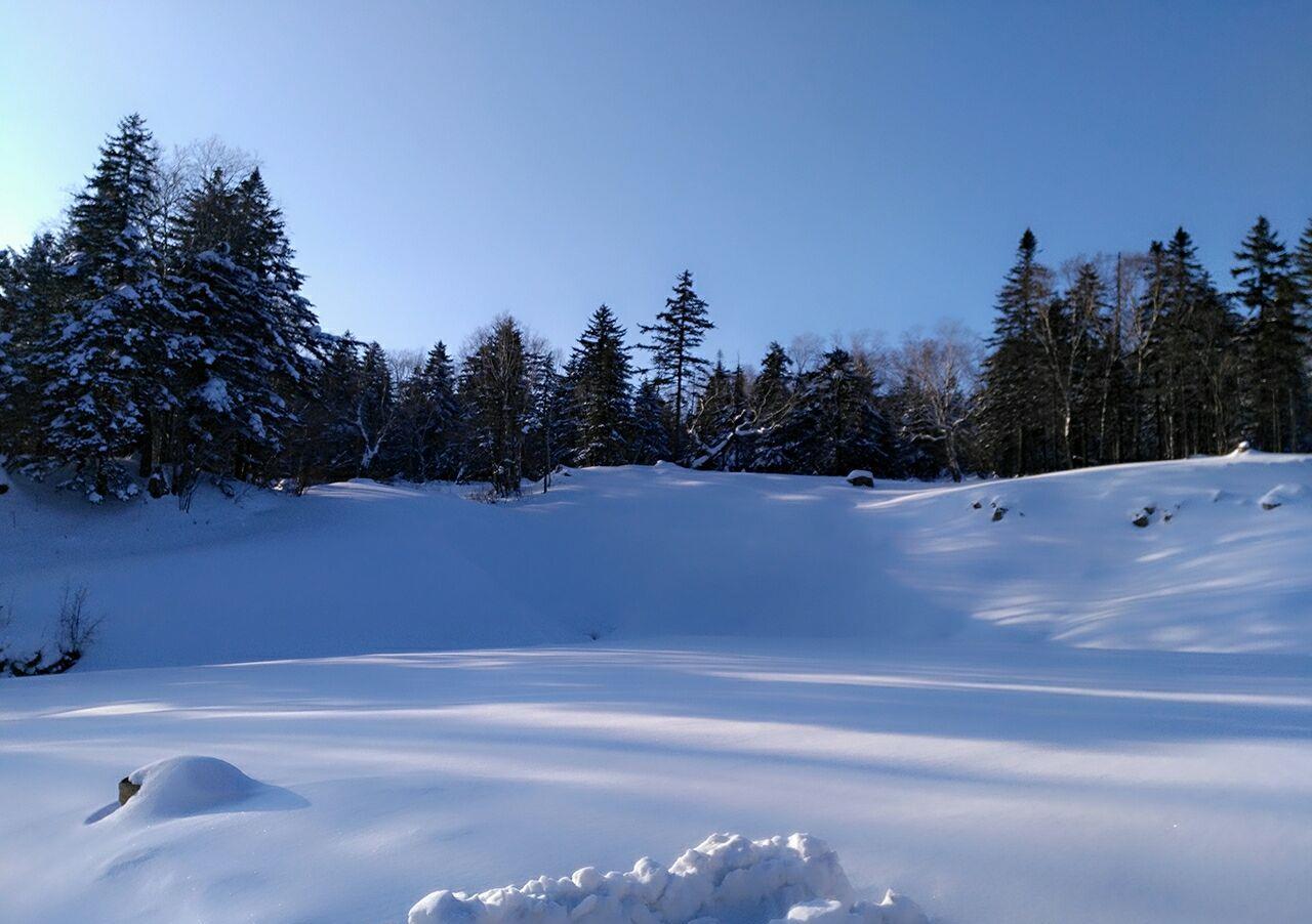 黑龙江省 哈尔滨 五常市 凤凰山国家森林公园 雪景_高清图集_新浪网