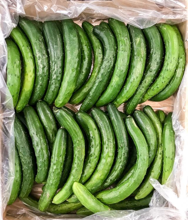 黄瓜不能随便买,要避开1个误区,牢记3个基本点,一挑一个准休闲区蓝鸢梦想 - Www.slyday.coM 黄瓜不能随便买,要避开1个误区,牢记3个基本点,一挑一个准休闲区蓝鸢梦想 - Www.slyday.coM