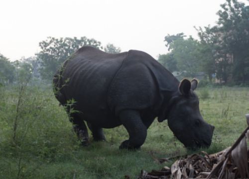 在尼泊尔偶遇印度犀 忽然发现它真的太美了