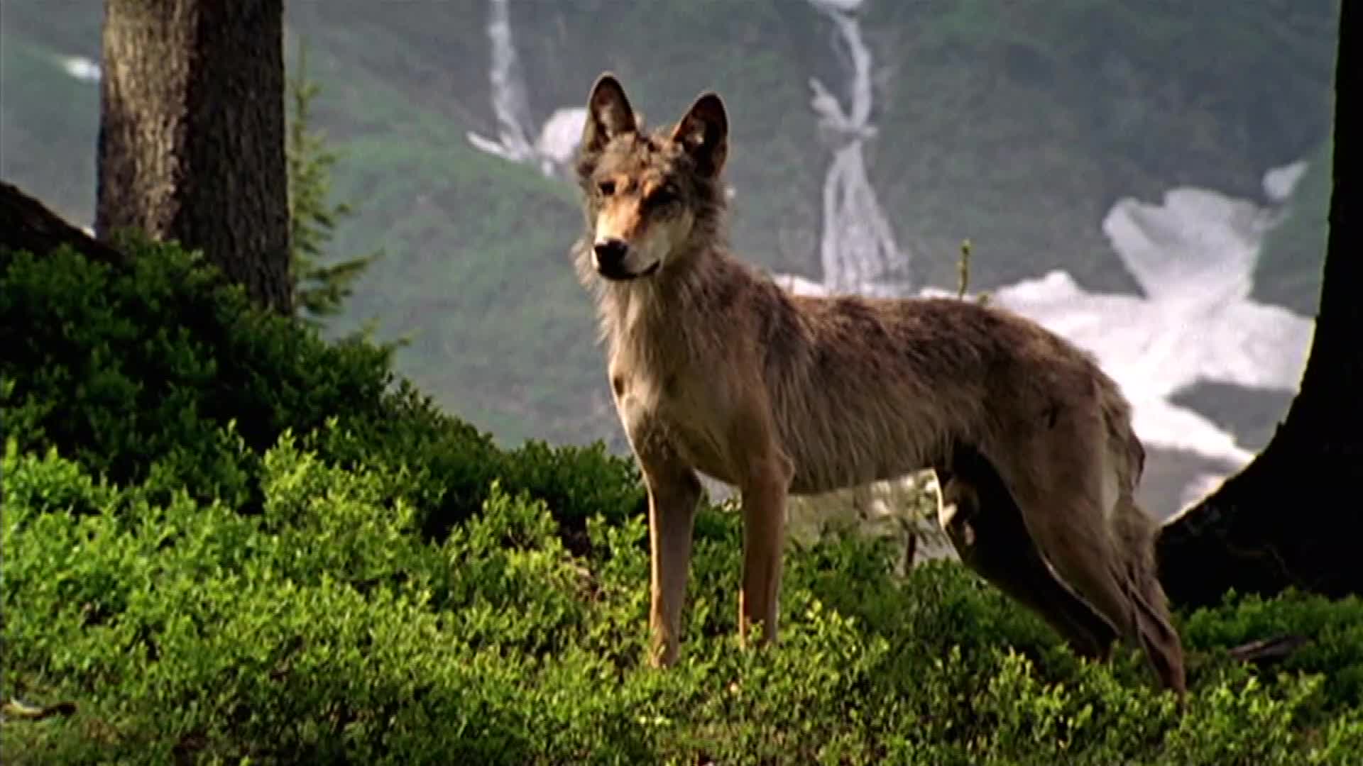 狼群中首领夫妇才能繁殖后代,带着狼宝宝满怀好奇走出洞穴