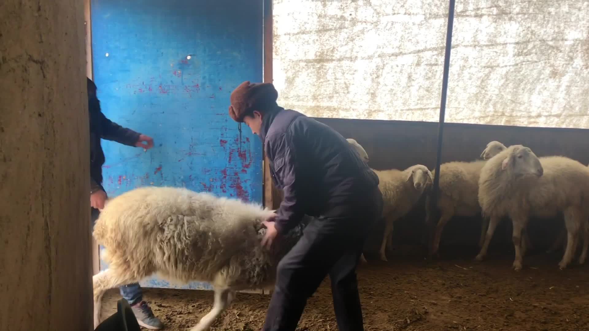 沉默的羔羊任人宰割,做一锅羊蝎子火锅,这种羊肉春天最滋补