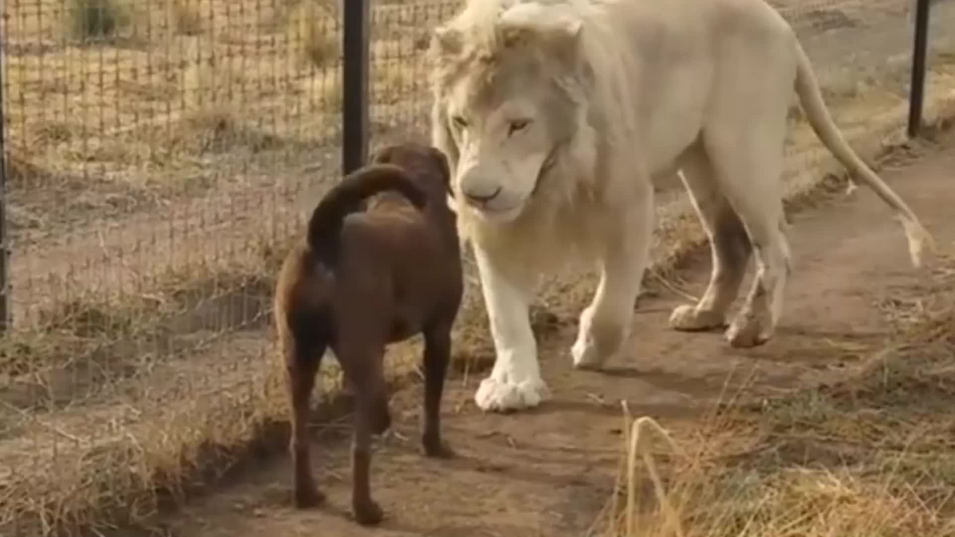 狗狗遇上狮子,愣在原地不敢动弹,镜头拍下全过程|狗|狮子_新浪新闻