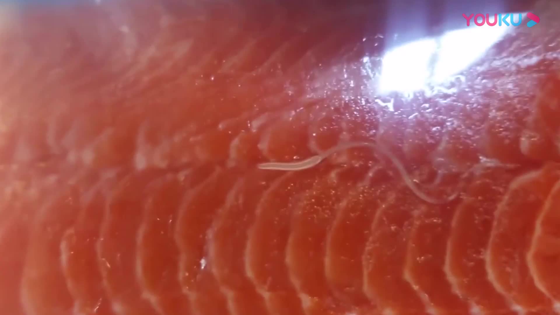 生鱼片中藏有寄生虫与细菌为什么日本人不怕还这么喜欢吃