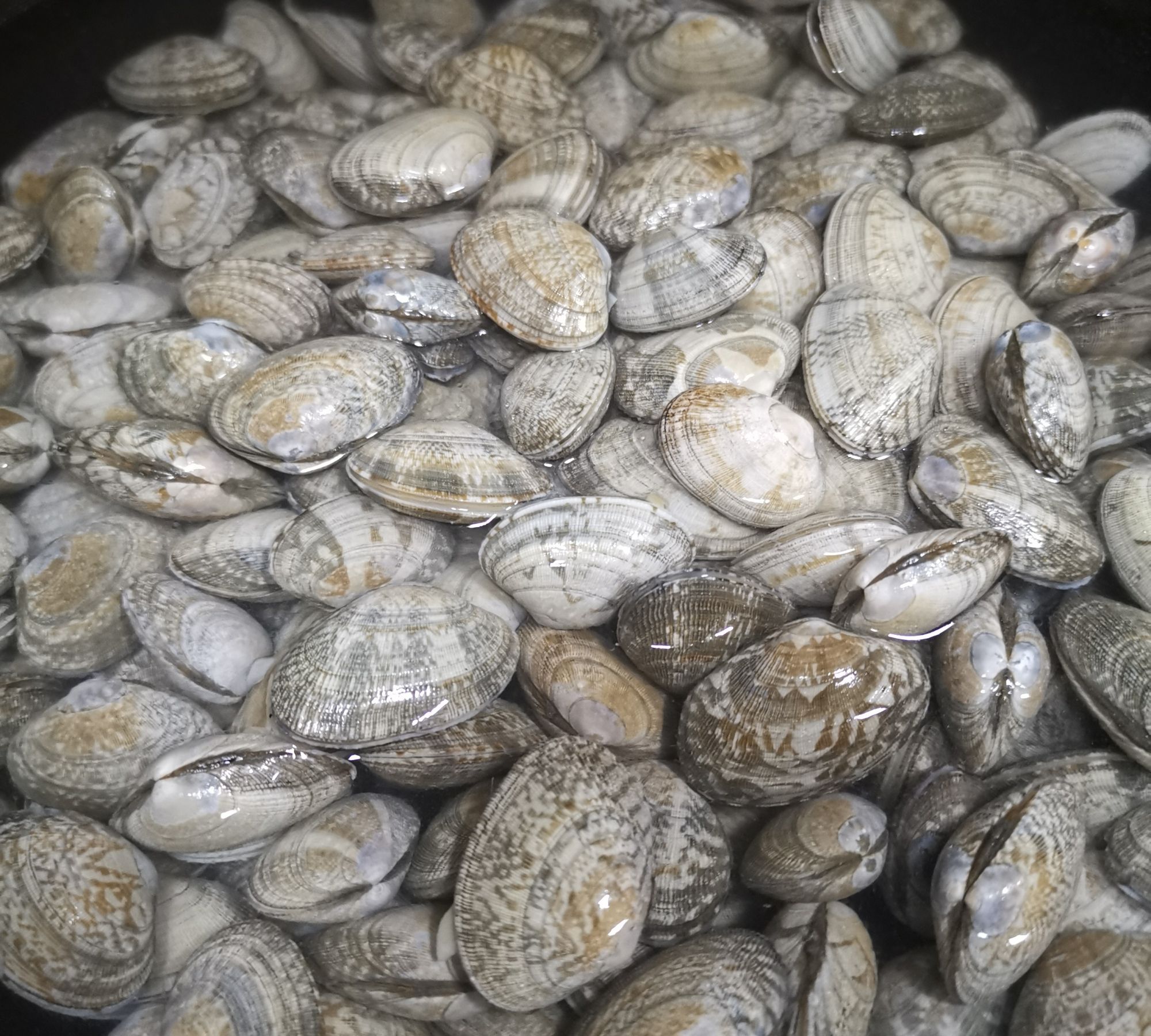 最好吃最详细的蒜蓉花甲粉丝的做法,不好吃你打我