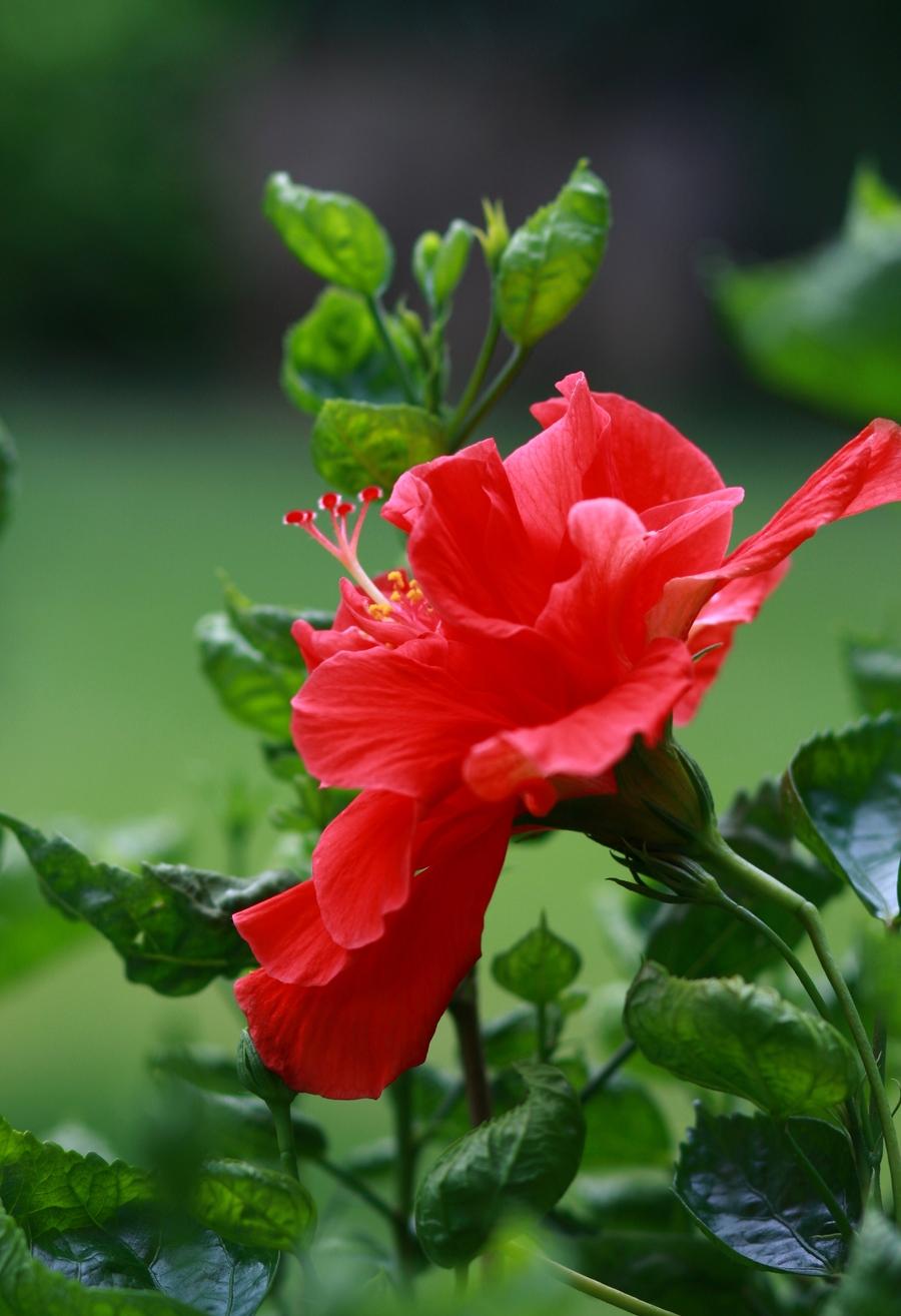 朱瑾的品种特点养护要注意哪些养好朱瑾看这里