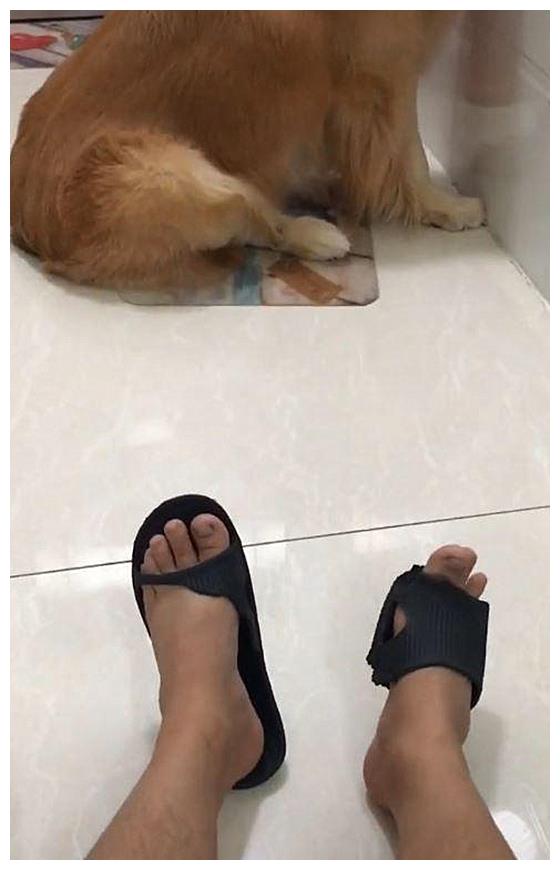 狗狗头靠墙壁罚站,看着满地的烂拖鞋,老婆默默递了棍子
