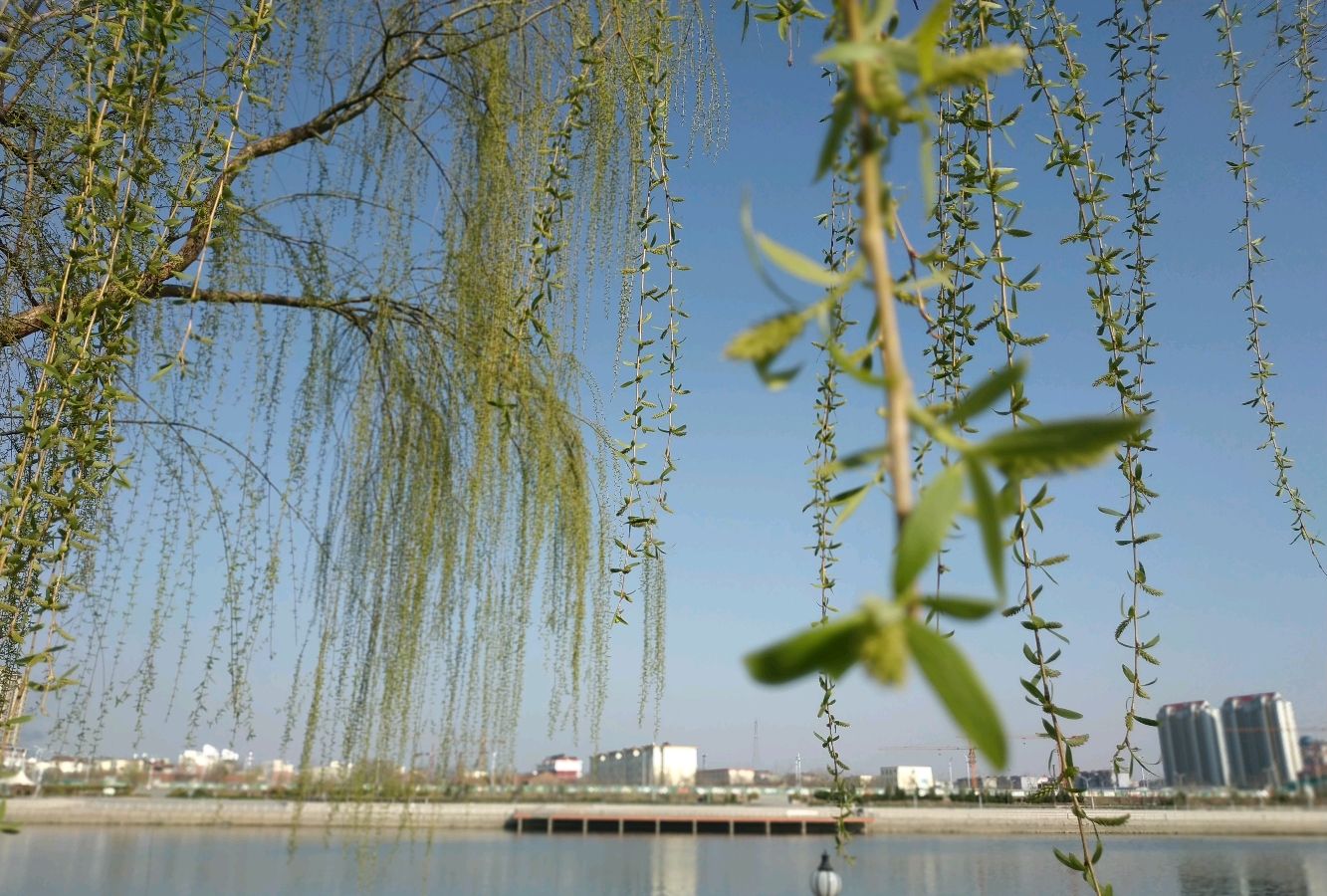 阳春时节,花红柳绿,万物复苏,呈现出生机勃勃的景象