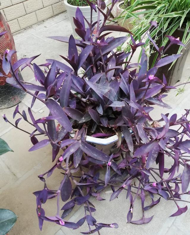 紫竹梅的生长环境图片