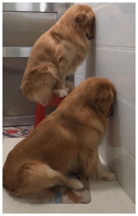 狗狗头靠墙壁罚站,看着满地的烂拖鞋,老婆默默递了棍子