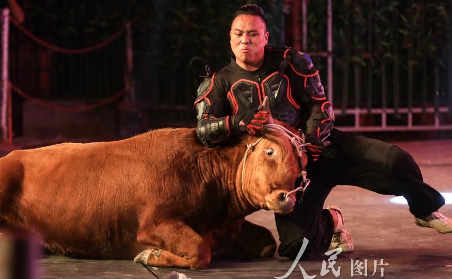 浙江嘉兴端午节上演“中国式斗牛”