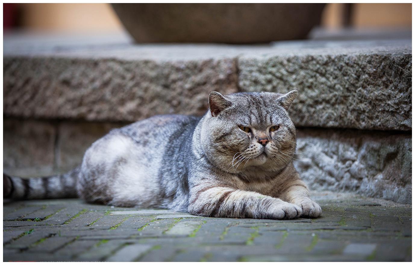 江苏千年古刹里的网红猫,曾被人偷偷抱走,只过了一夜就还回来了
