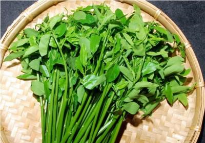 它被称为"革命菜",能降血压促消化,一斤才卖2块钱,超实惠!