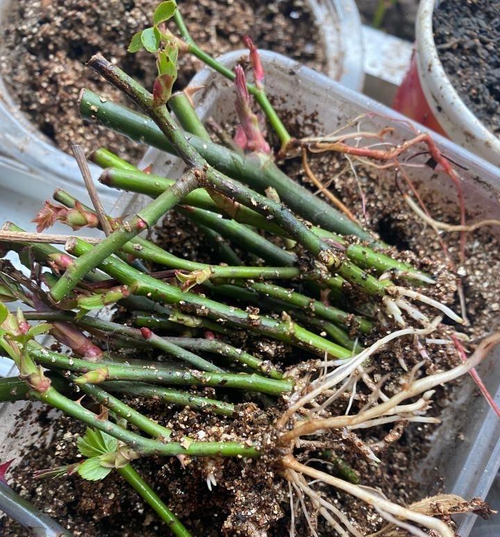 月季花怎么扦插(月季花怎么扦插生根快视频) - 0415花卉网