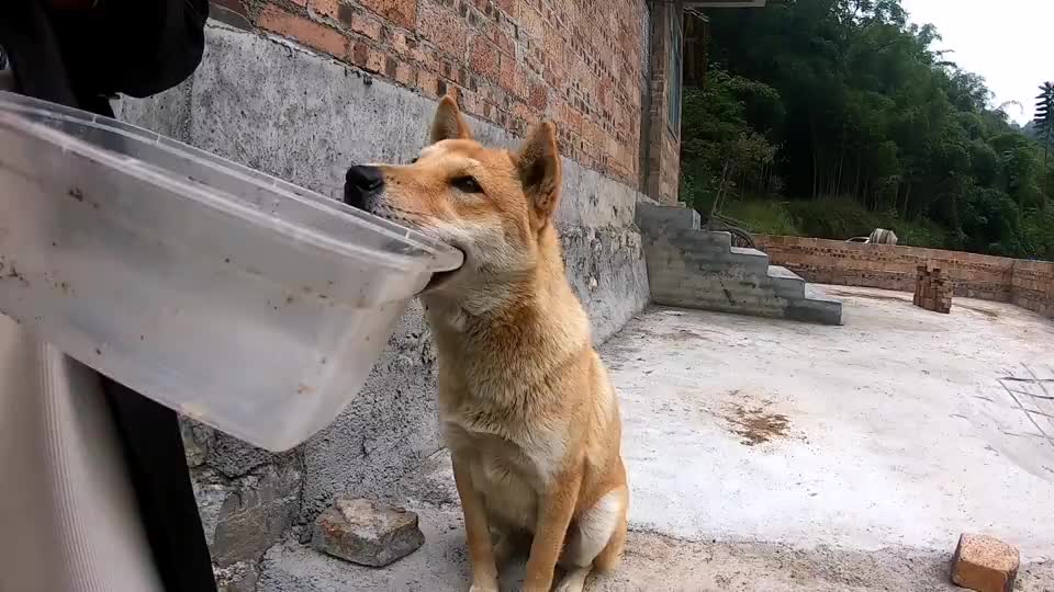 田园犬阿爆怀孕了,看到吃的急得跳上墙,一盒罐头几十秒就消失