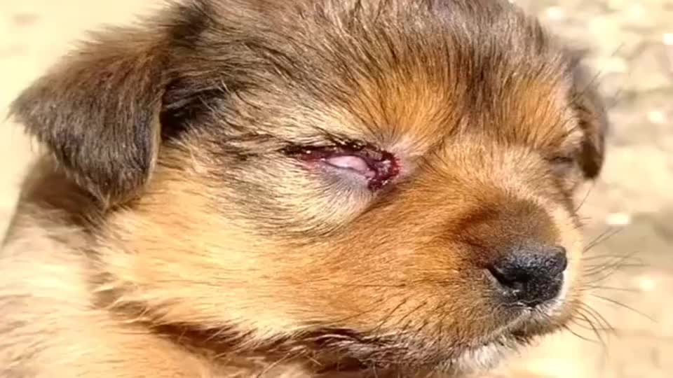 中华田园犬:小土狗被黄鼠狼咬的满身是伤,一只眼睛还被咬瞎了.