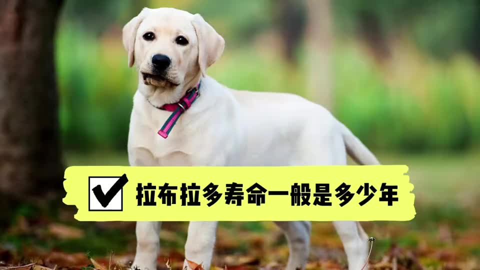 拉布拉多寿命一般是多少年