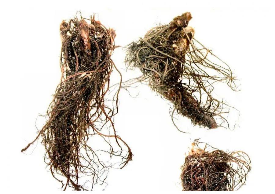 落新妇|气质|盆栽_新浪新闻