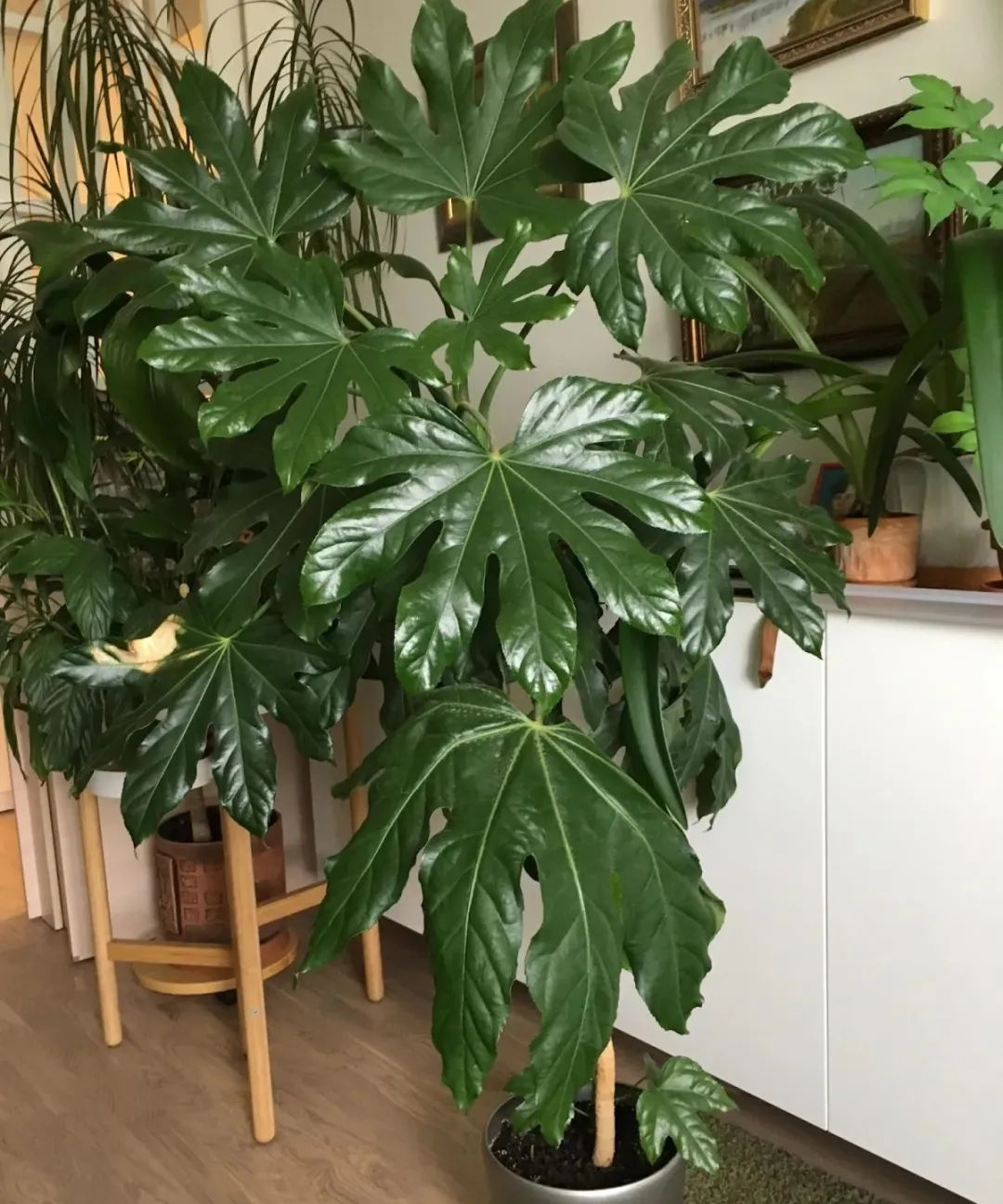 金盘,八角金盘也叫"八方来财"它是一种枝叶长得特别旺盛的观叶植物,它