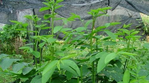 它被称为"革命菜",能降血压促消化,一斤才卖2块钱,超实惠!