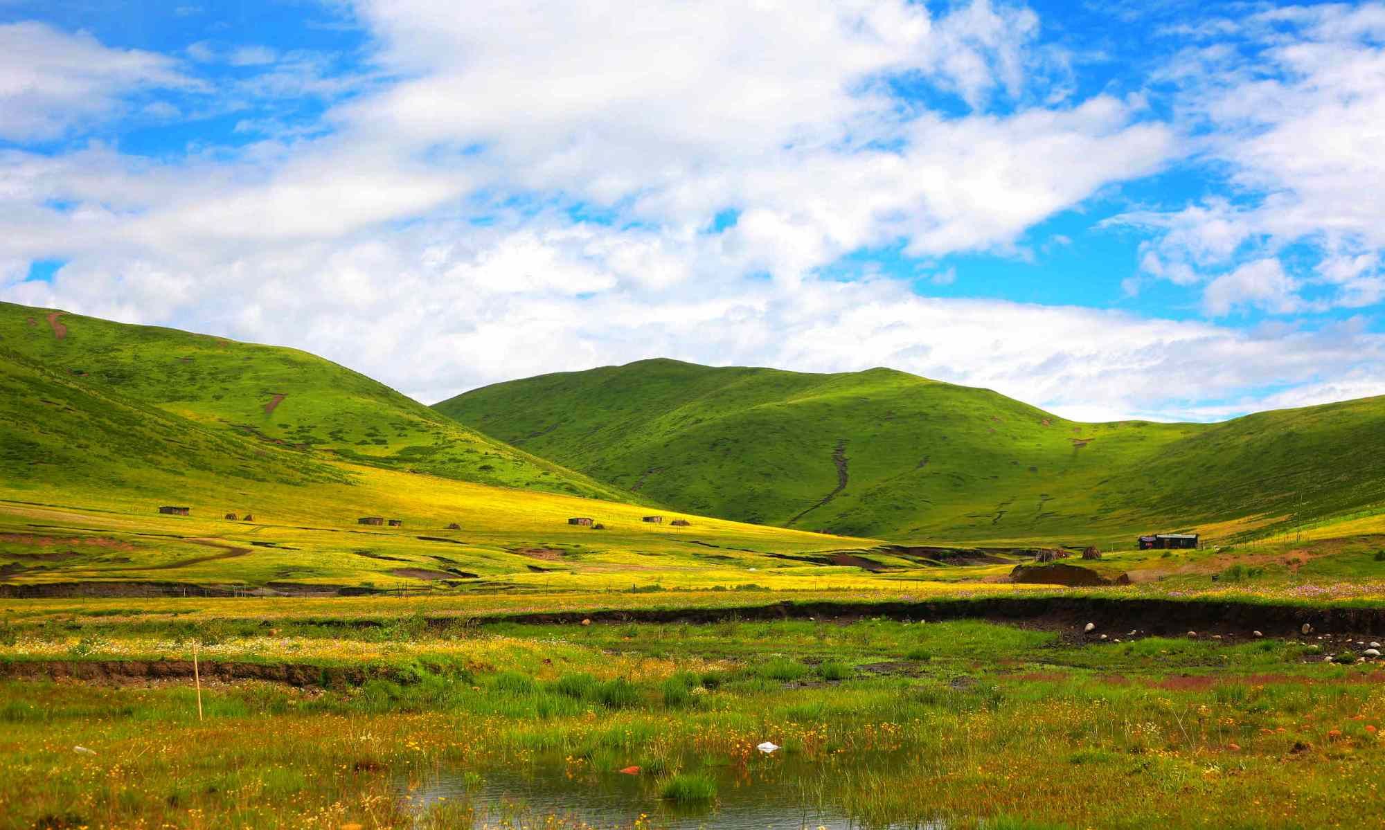 四川阿坝州,高原六月,鲜花开满草地