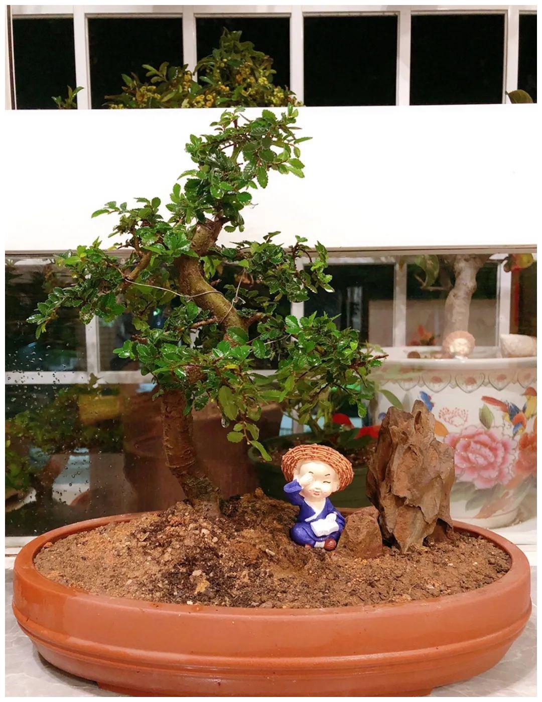 农村不起眼的树,挖一棵做盆景,比买得还要好看!